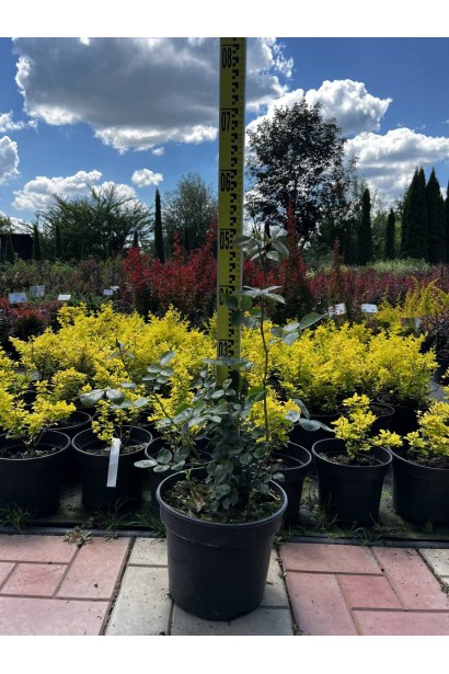 Троянда плетиста Ельф зел.-біла - 5л/вис.30-40см/Ø20-30см